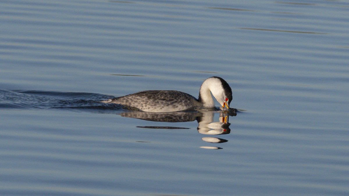 Clark's Grebe - ML646438323