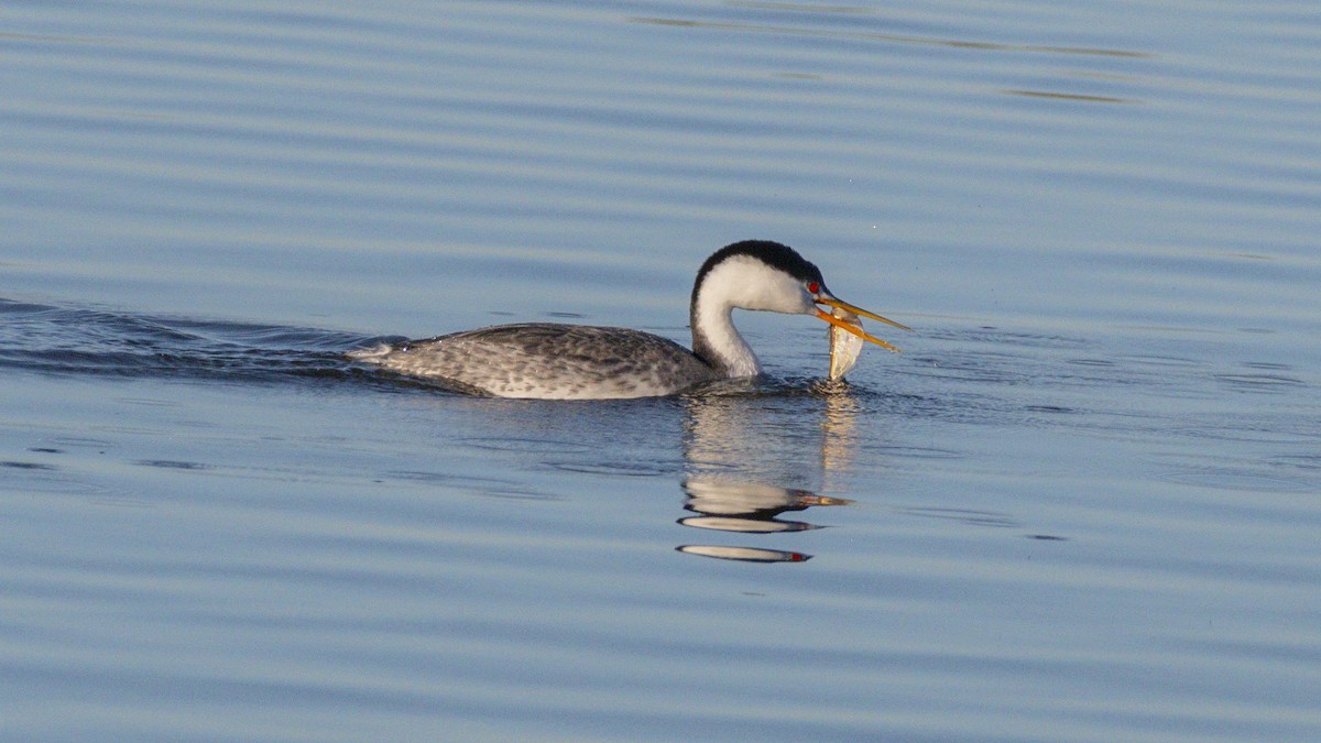 Clark's Grebe - ML646438324