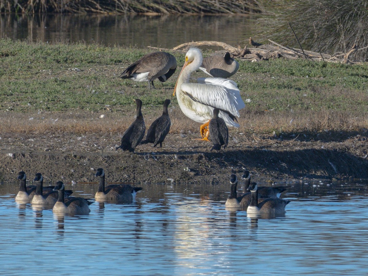 קורמורן אמריקני - ML646438325