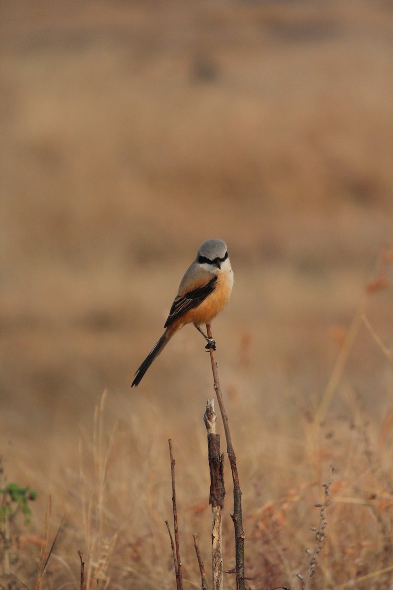 חנקן חלוד-גב - ML646438326