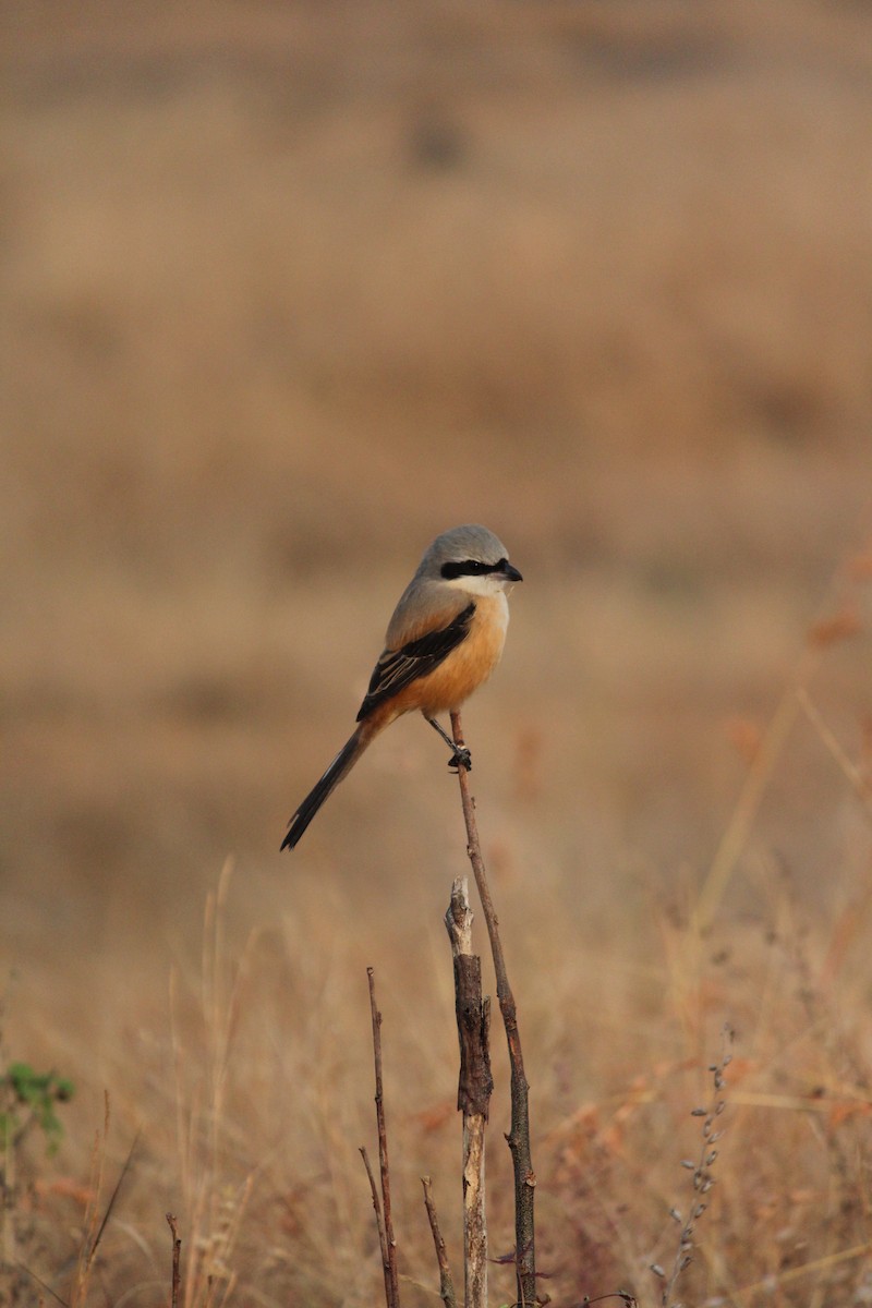 חנקן חלוד-גב - ML646438327