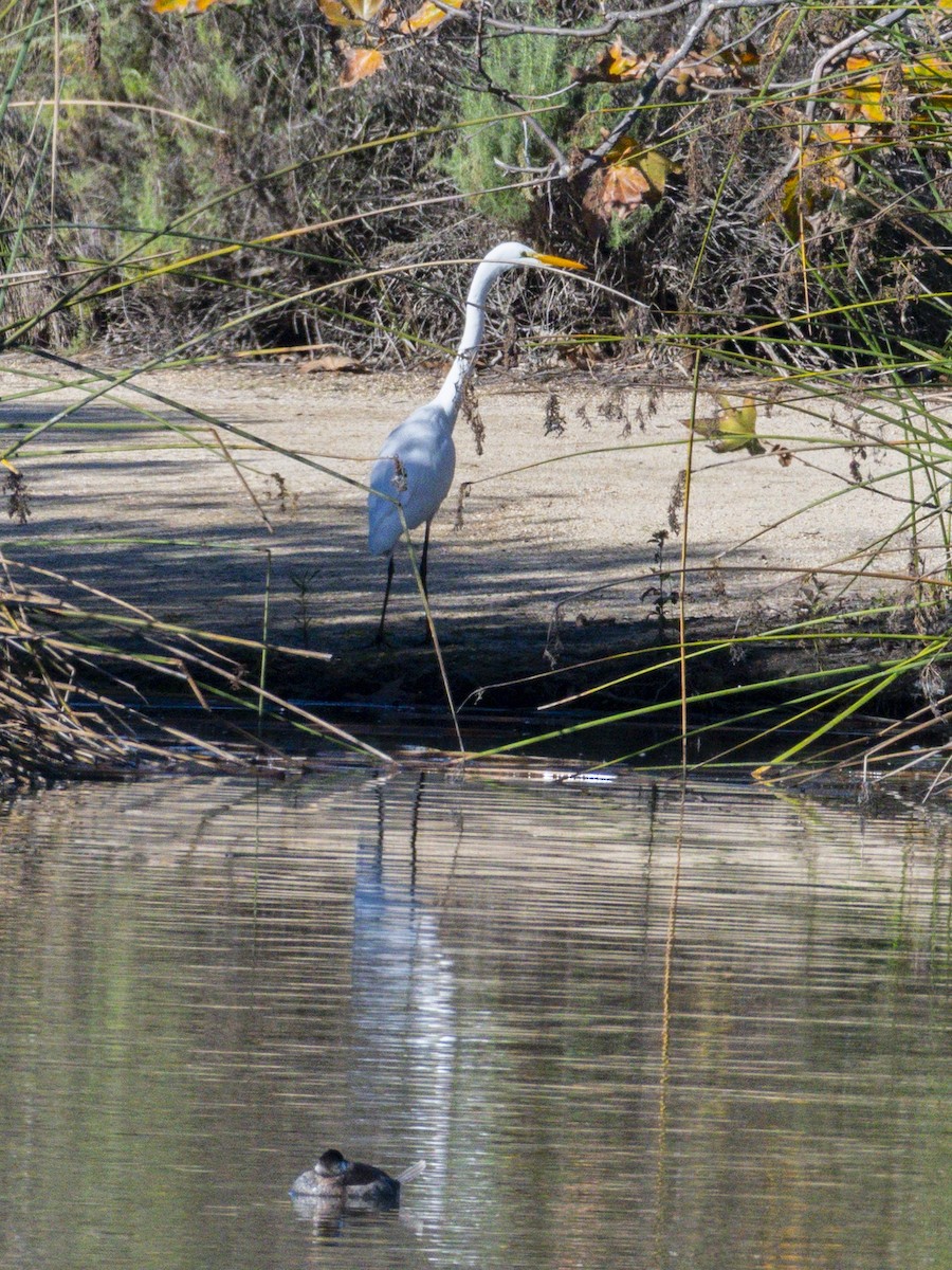 לבנית גדולה - ML646438328