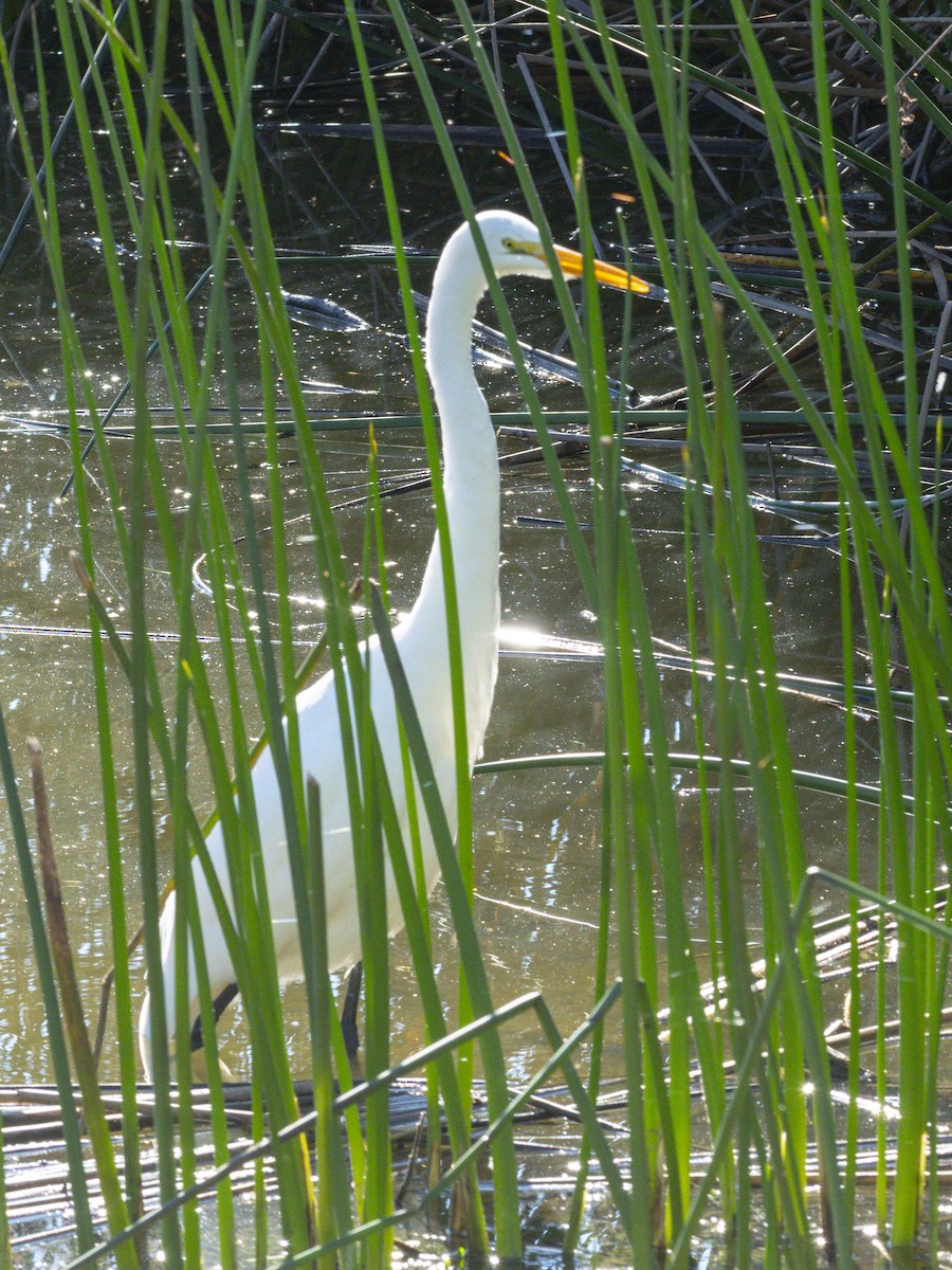 לבנית גדולה - ML646438329