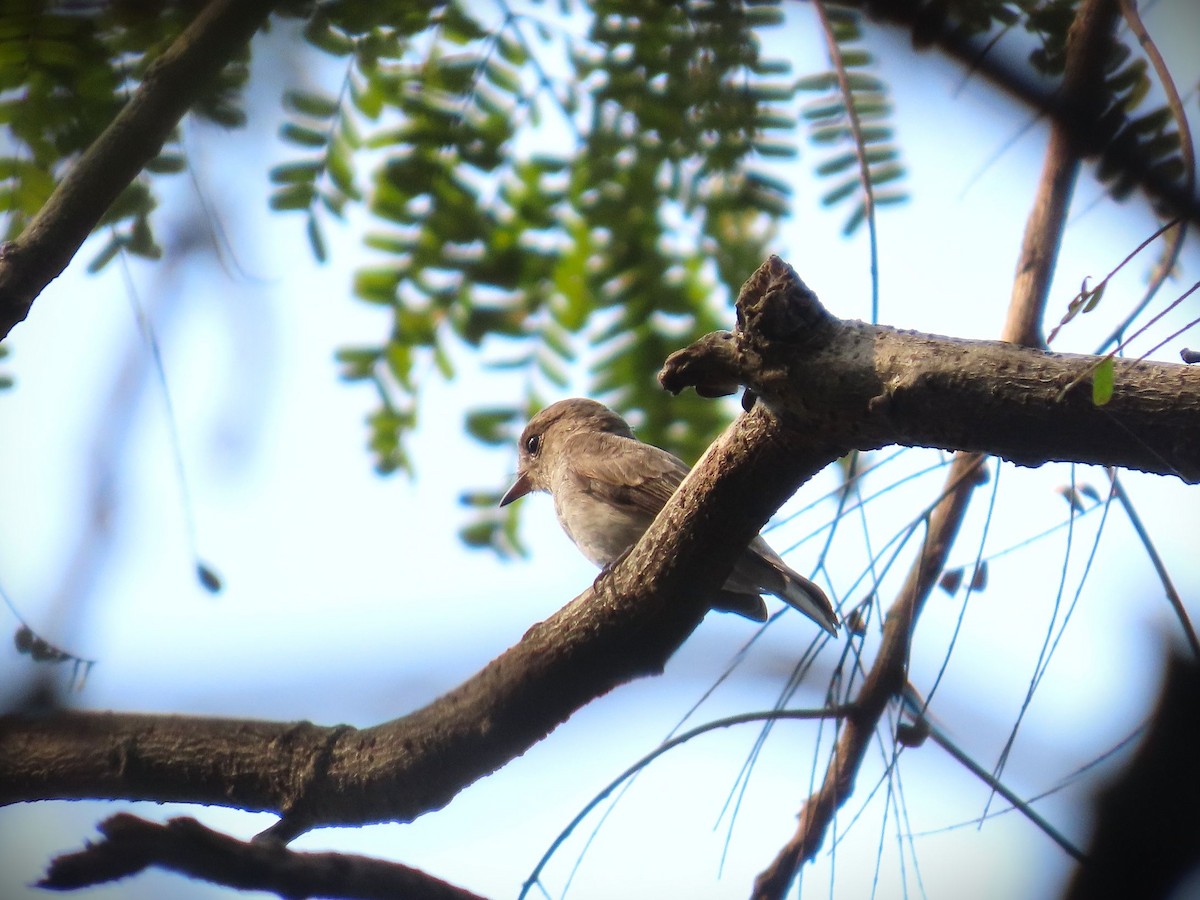 חטפית סיבירית - ML646438330