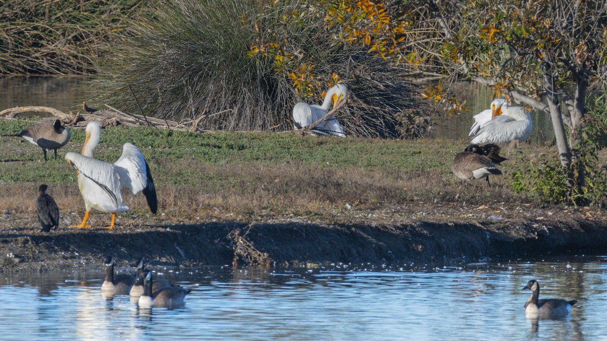 שקנאי אמריקני - ML646438331
