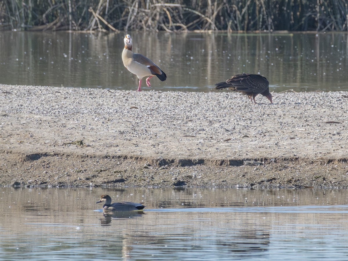 Turkey Vulture - ML646438332