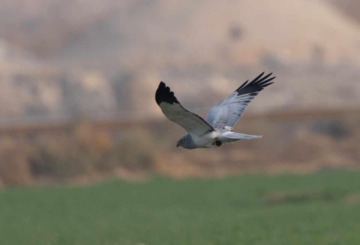 זרון תכול - ML646438333