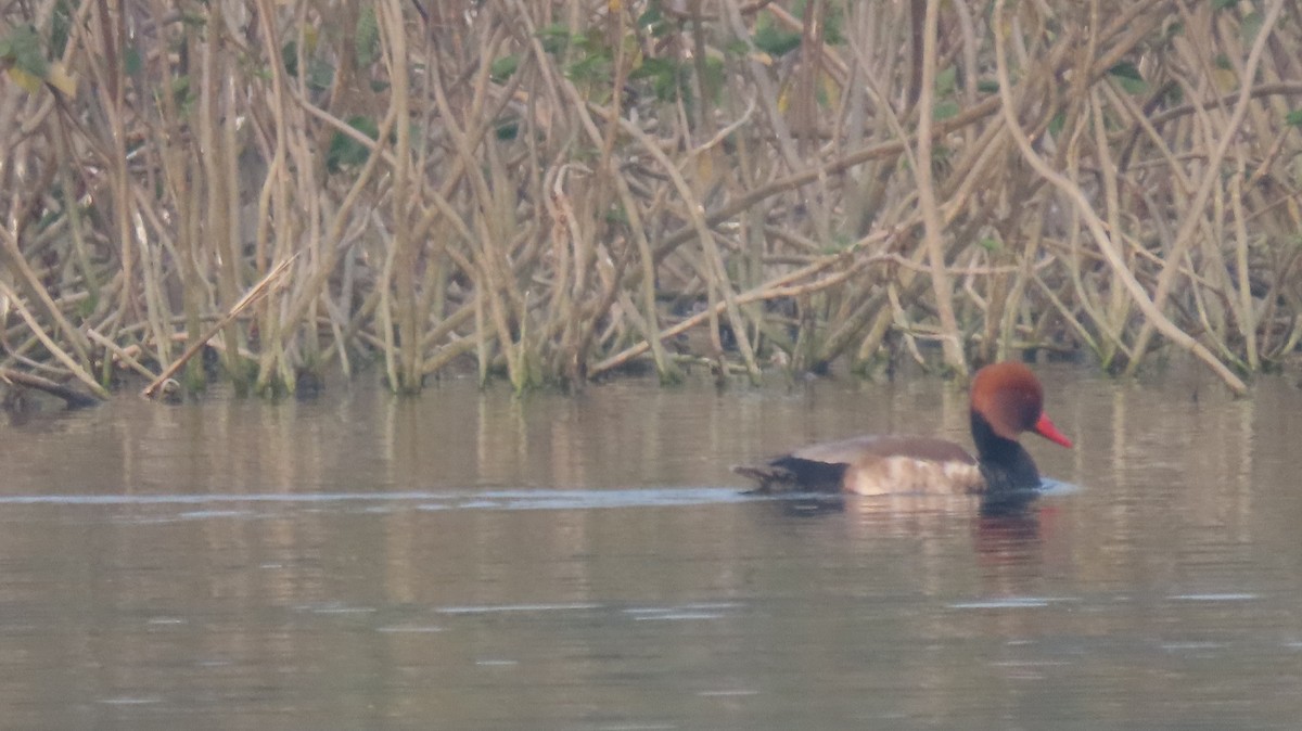 zrzohlávka rudozobá - ML646438334