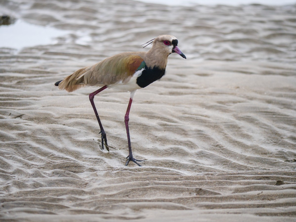 Southern Lapwing - ML646438335