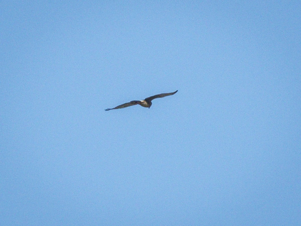 זרון אמריקני - ML646438336