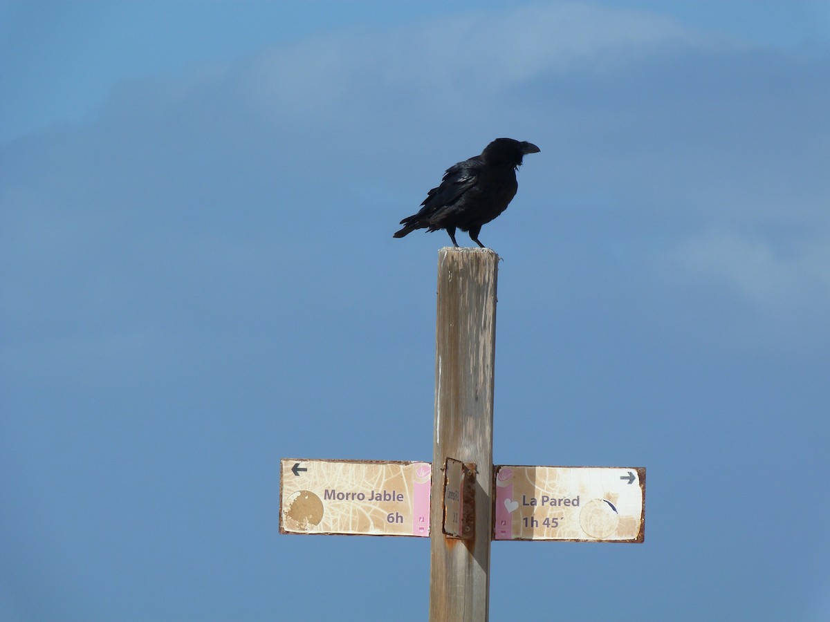 ワタリガラス - ML646438342