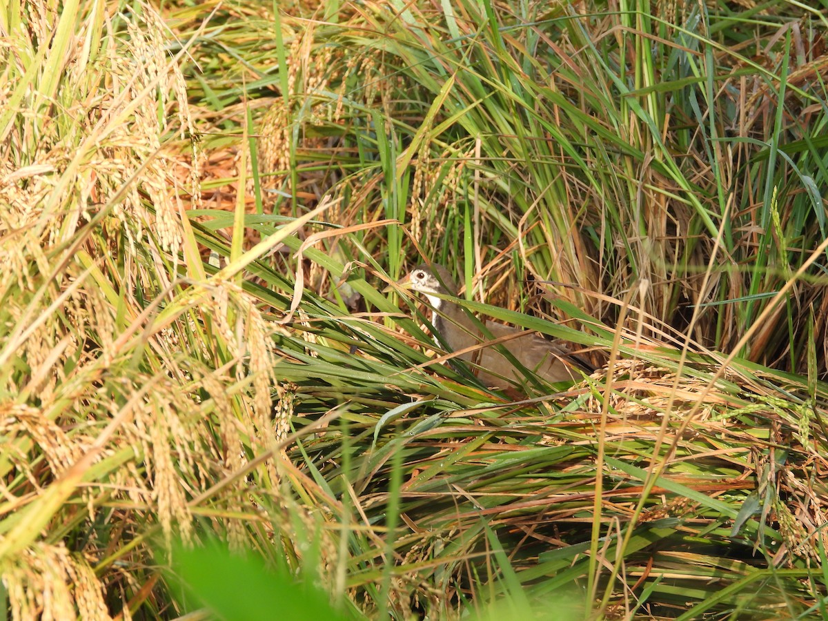 White-breasted Waterhen - ML646438348