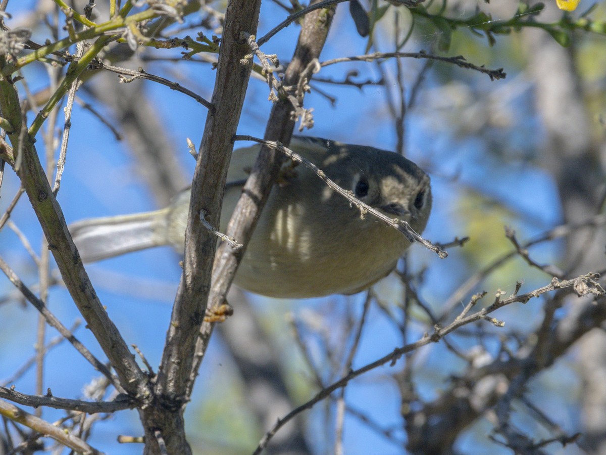 Ruby-crowned Kinglet - ML646438349