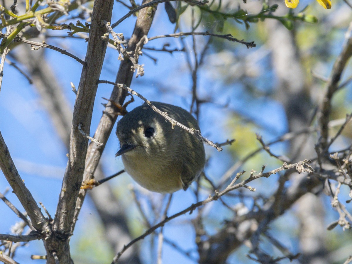 Ruby-crowned Kinglet - ML646438350