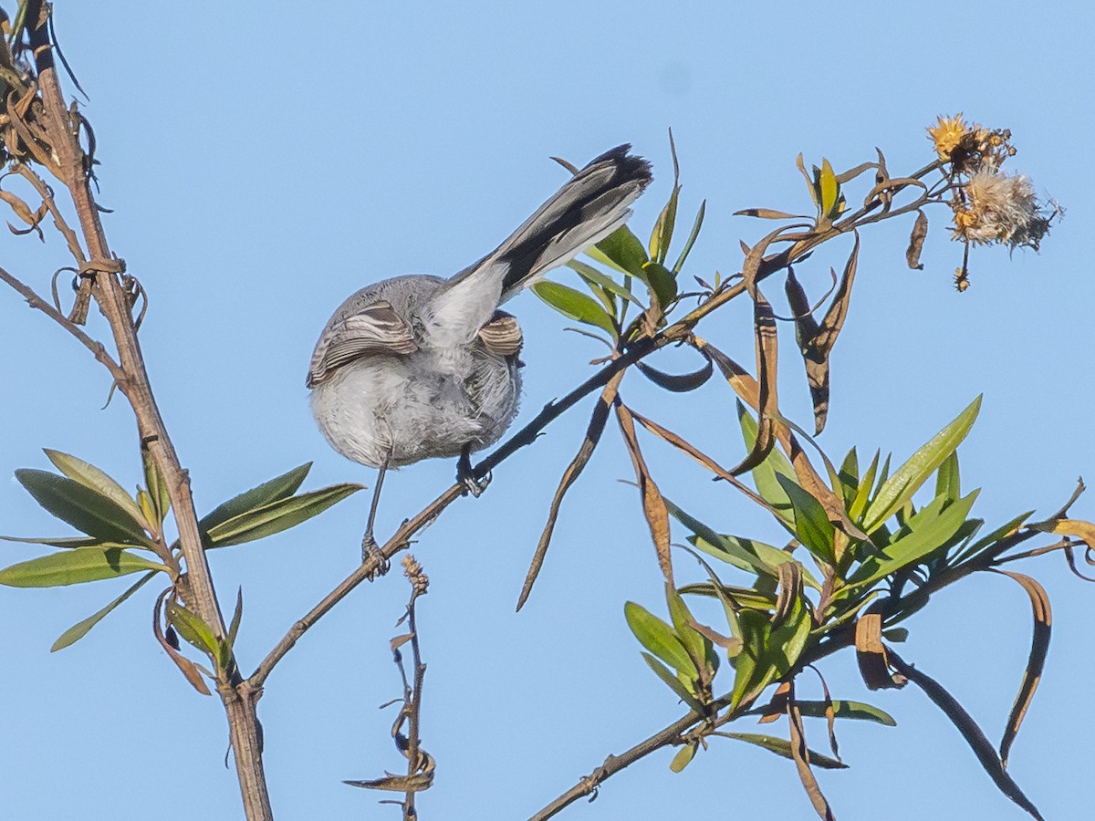 Голубая комароловка - ML646438352