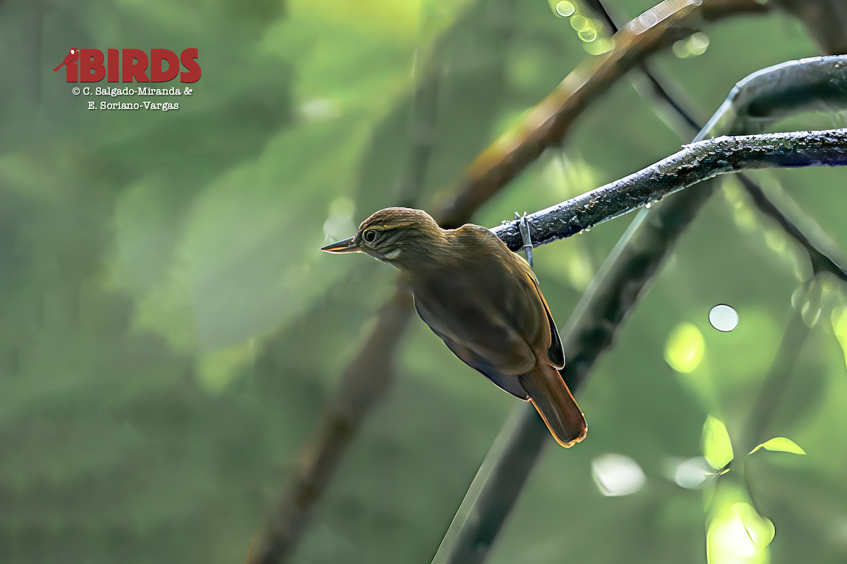 Northern Plain-Xenops - ML646438353