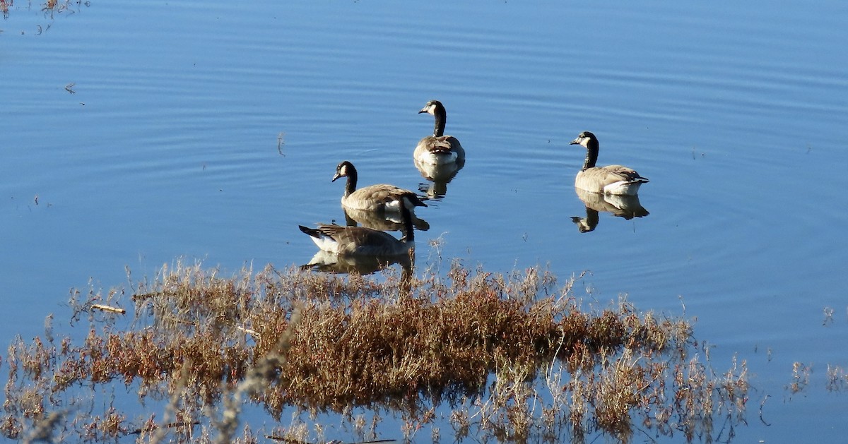 Canada Goose - ML646438354