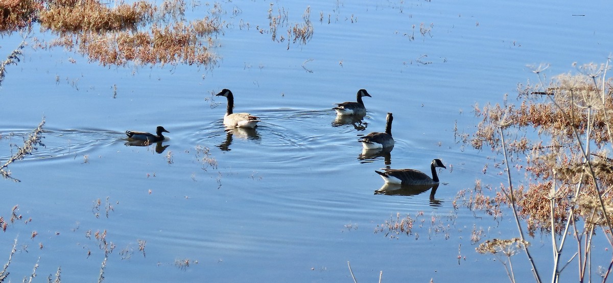 Canada Goose - ML646438356