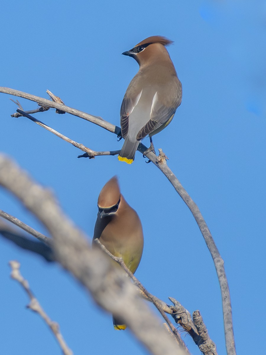 Cedar Waxwing - ML646438360