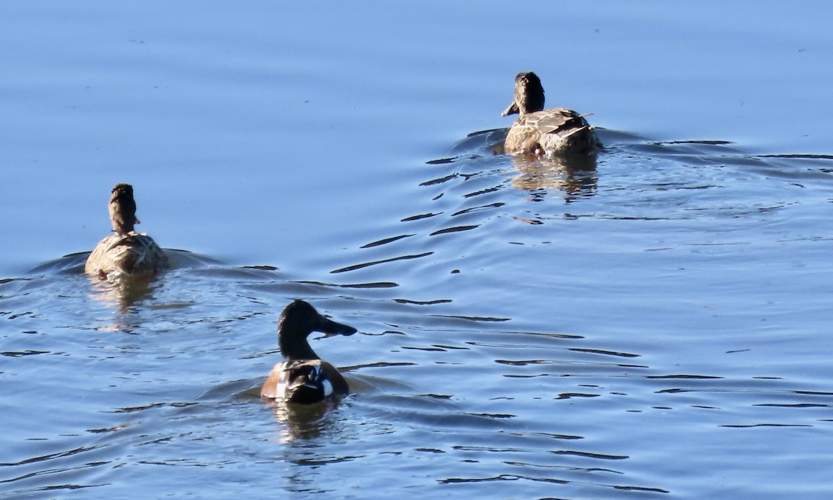 Northern Shoveler - ML646438361