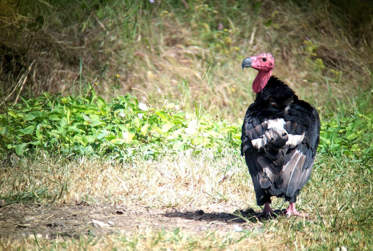 Red-headed Vulture - ML646438362