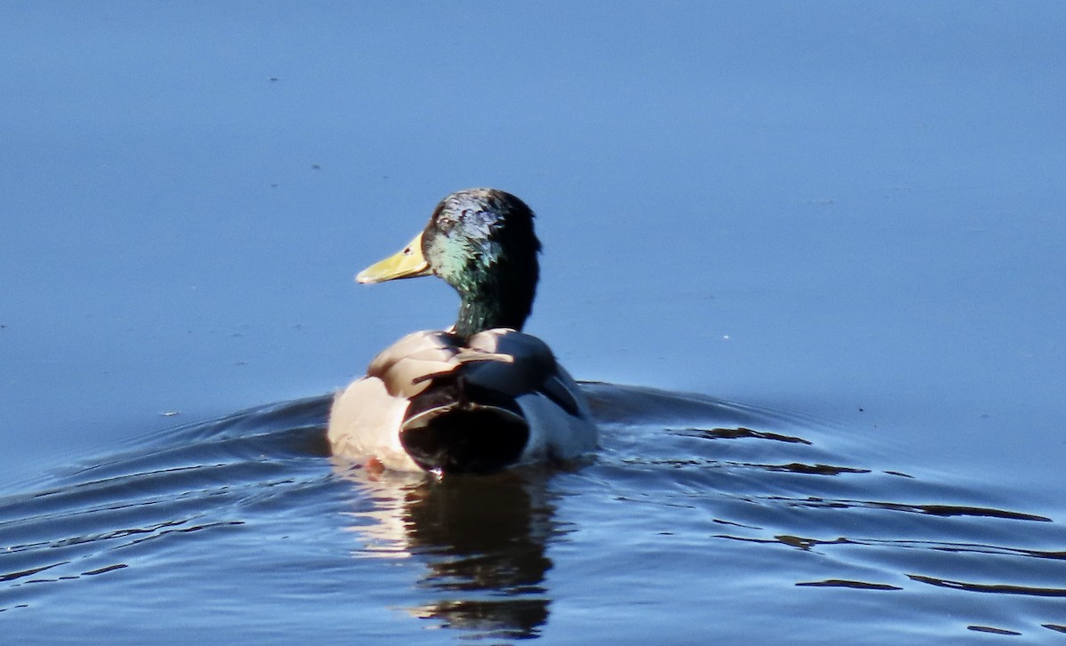 Mallard - ML646438363