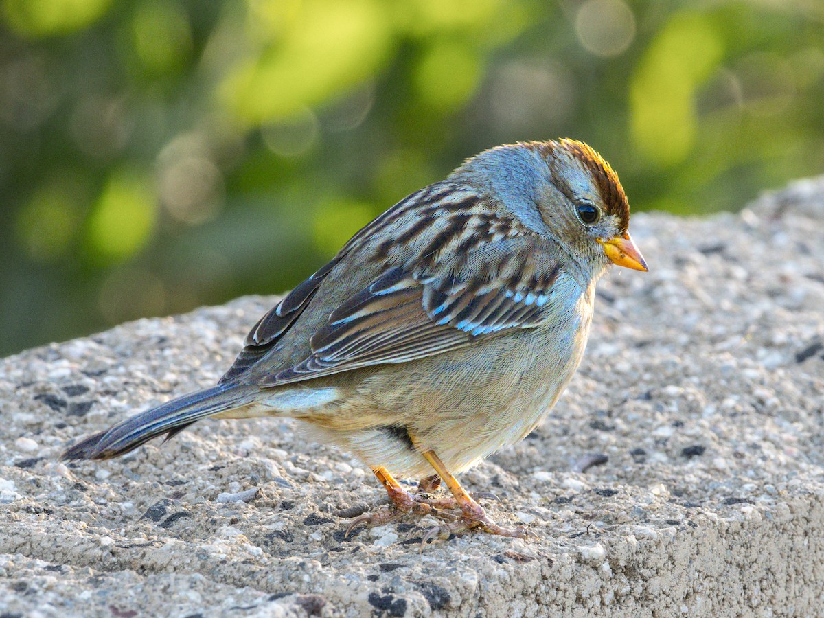 White-crowned Sparrow - ML646438364