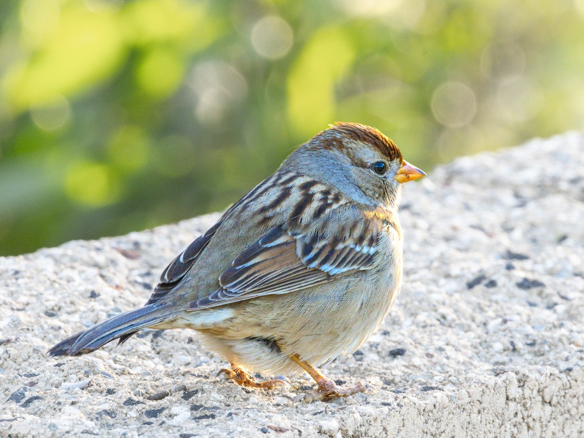 White-crowned Sparrow - ML646438365