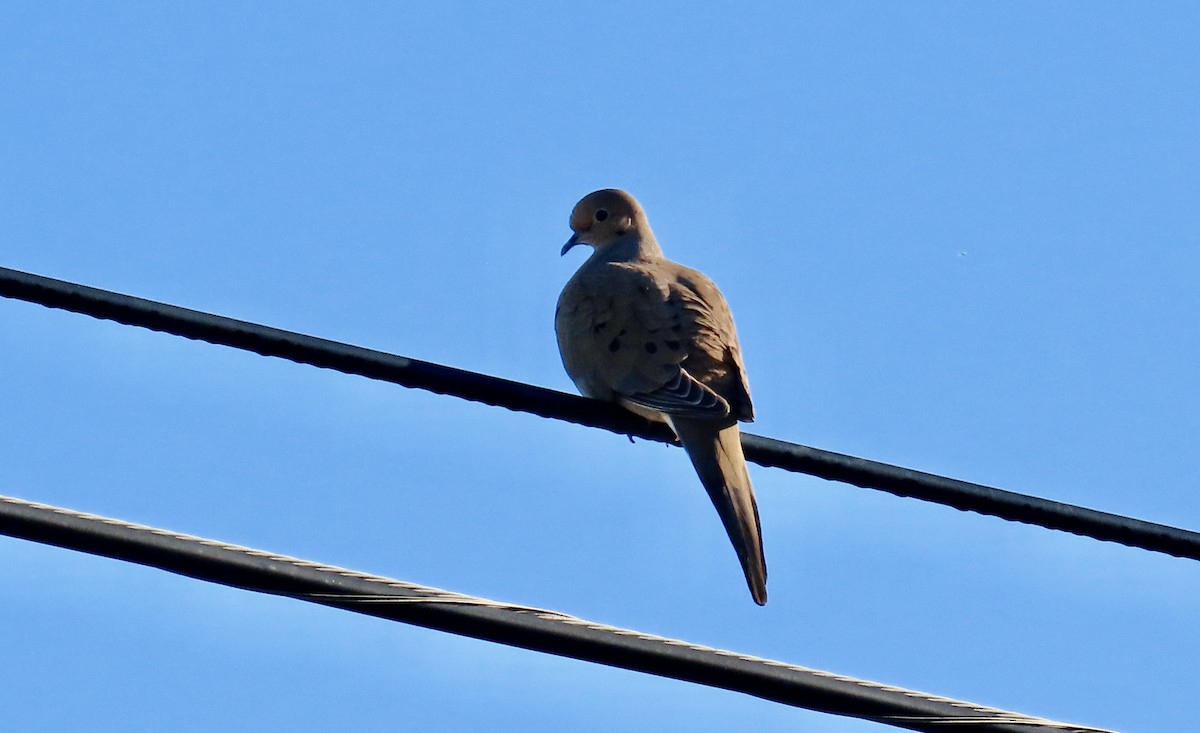 Mourning Dove - ML646438366