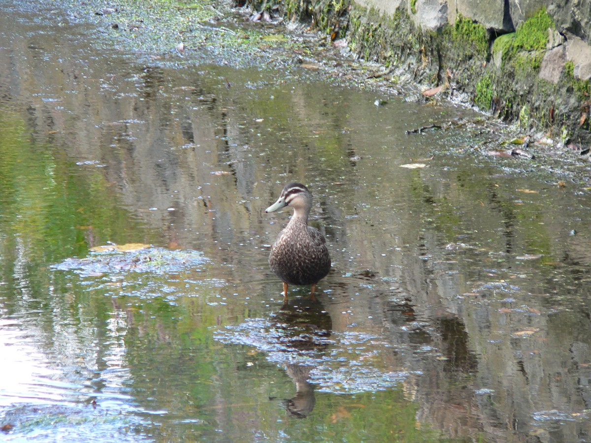 Pacific Black Duck - ML646438367