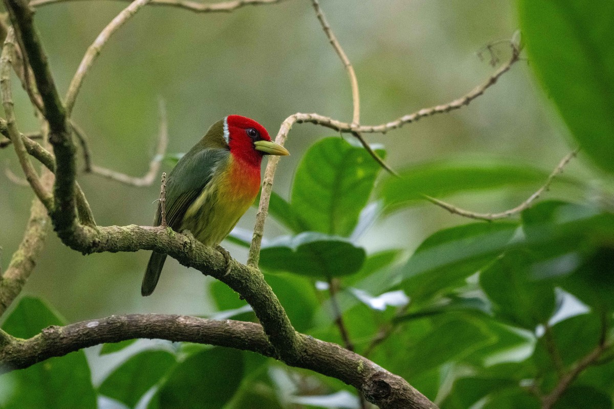 Red-headed Barbet - ML646438368
