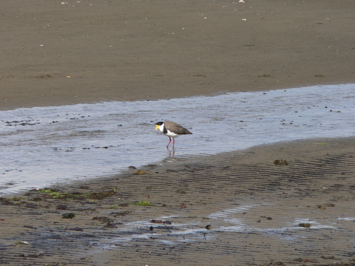 Avefría Militar (Sureña) - ML646438369