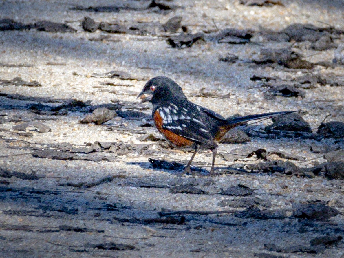 Spotted Towhee - ML646438370