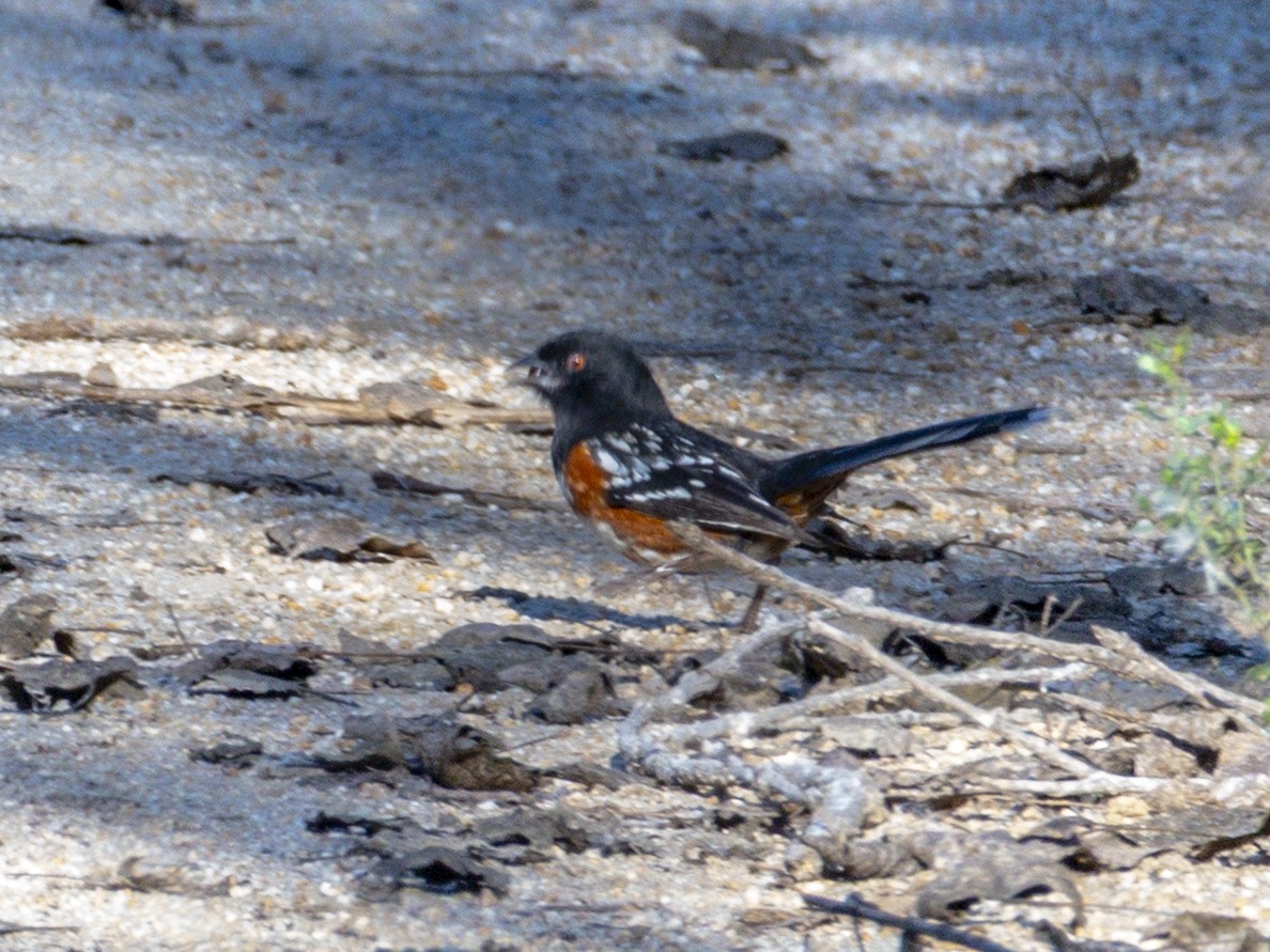Spotted Towhee - ML646438371