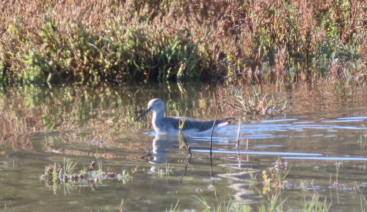 Greater Yellowlegs - ML646438372