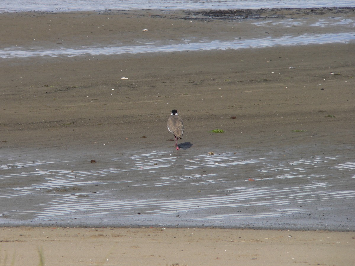 Avefría Militar (Sureña) - ML646438373
