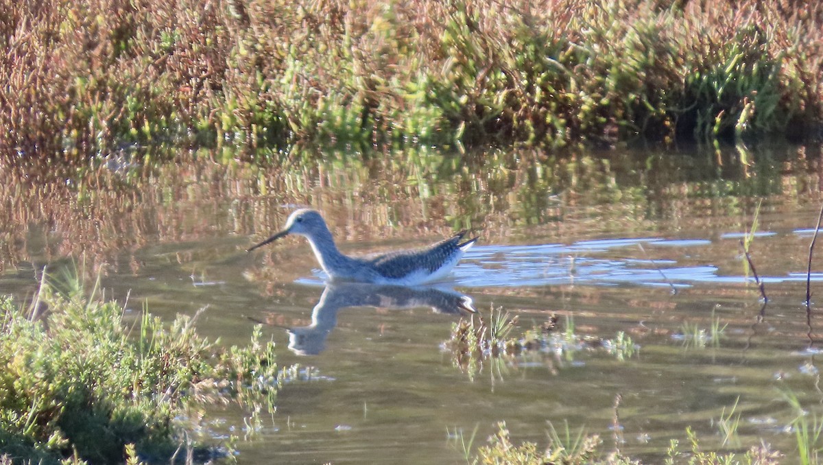 Greater Yellowlegs - ML646438375