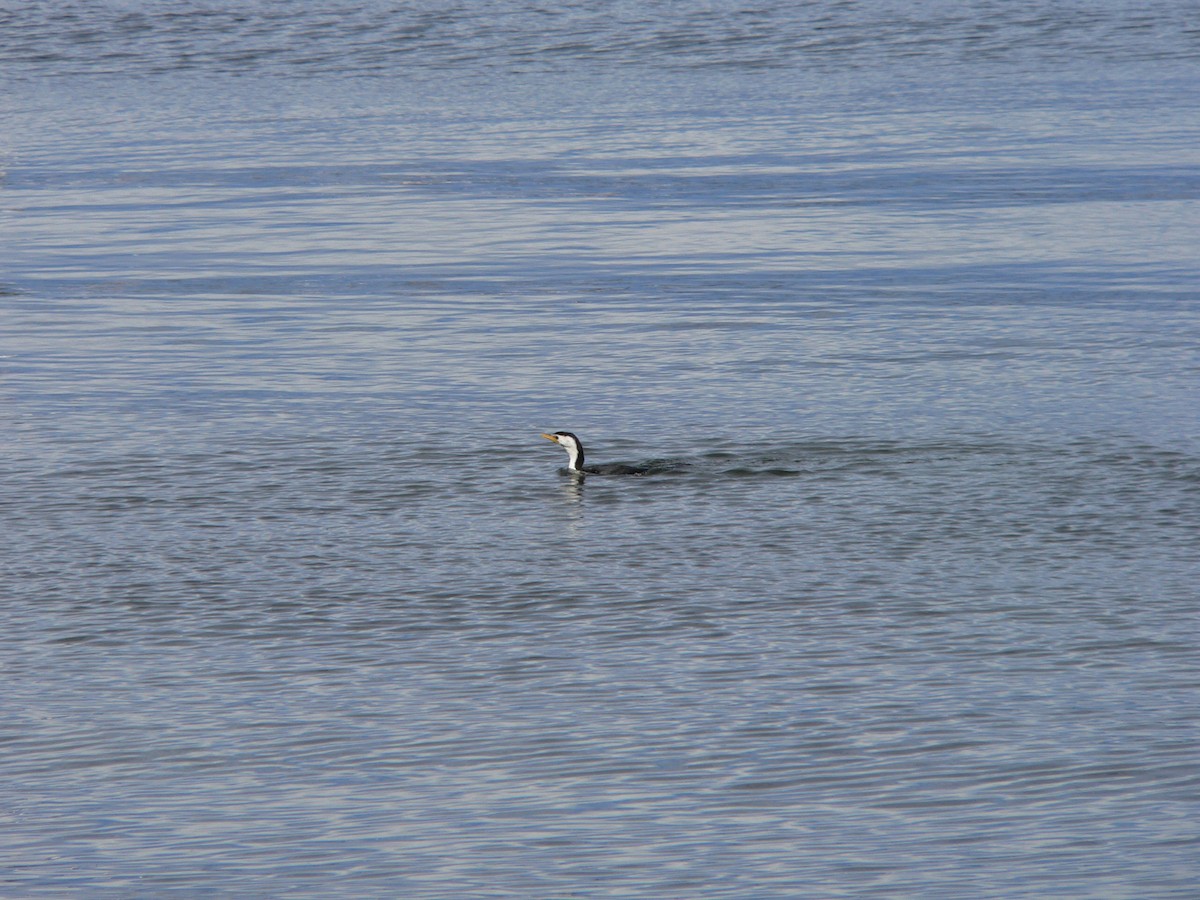 Little Pied Cormorant - ML646438378