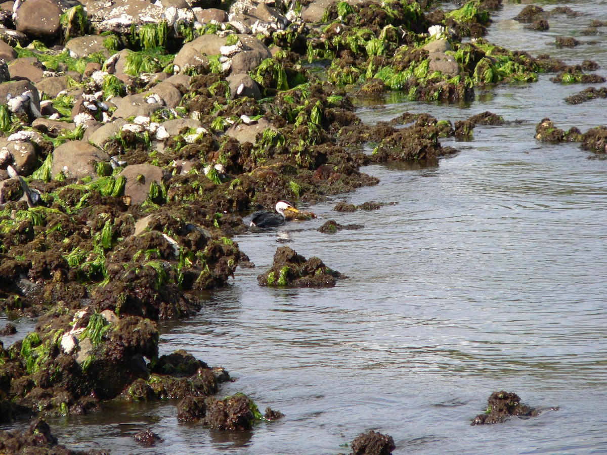 Little Pied Cormorant - ML646438379