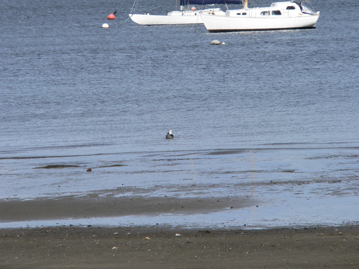 Kelp Gull - ML646438382