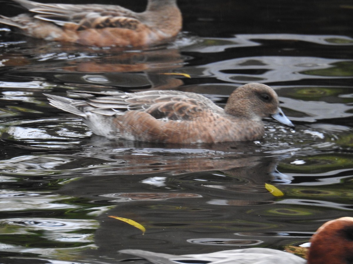 Eurasian/American Wigeon - ML646438383