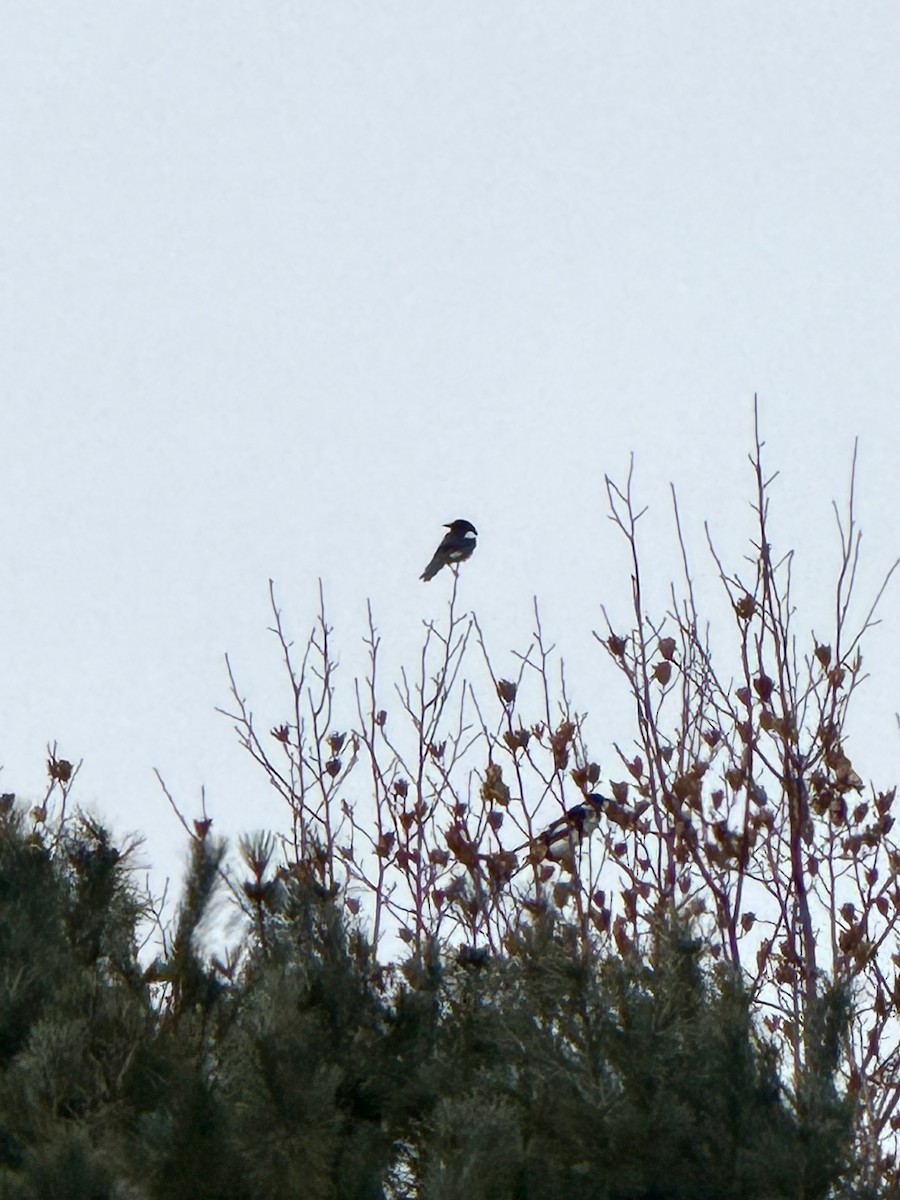 Oriental Magpie - ML646438384