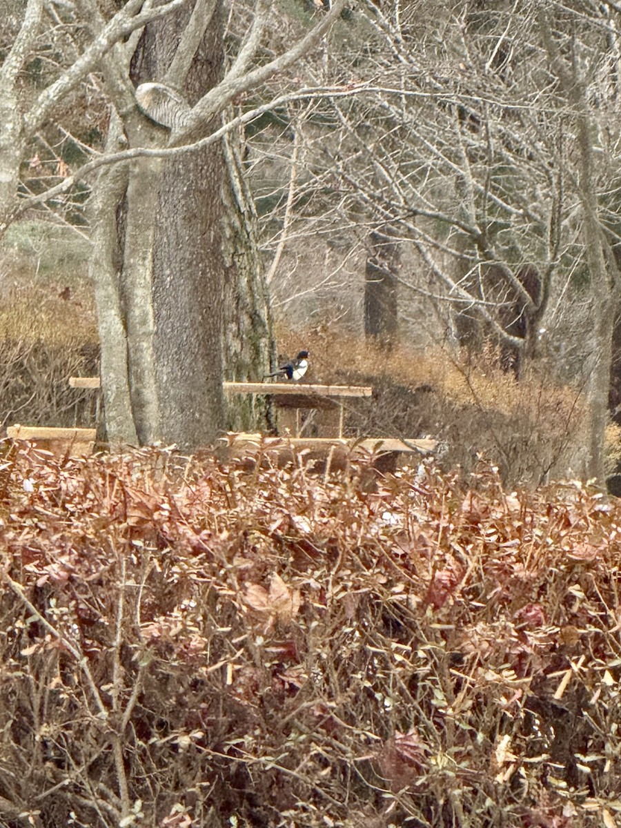 Oriental Magpie - ML646438385