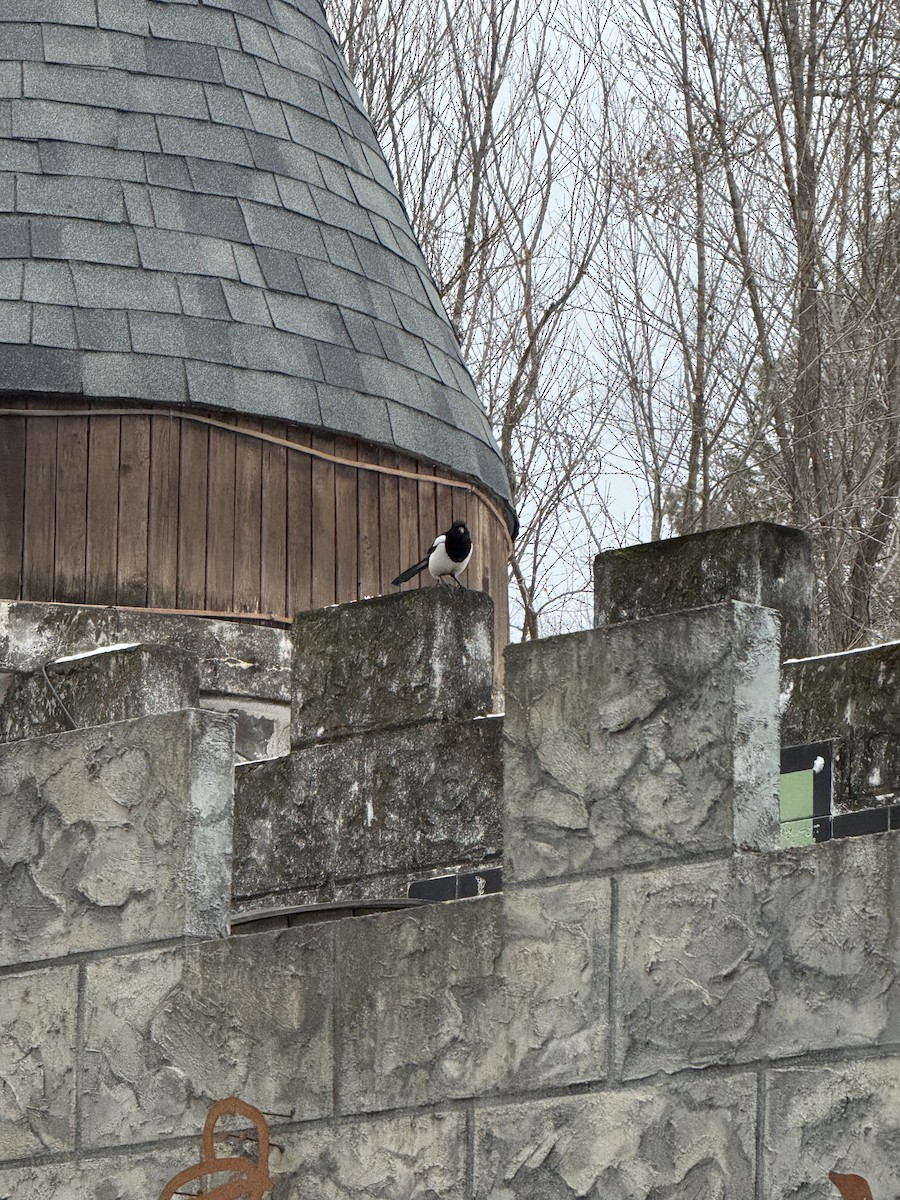 Oriental Magpie - ML646438386