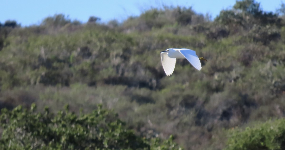 Snowy Egret - ML646438387