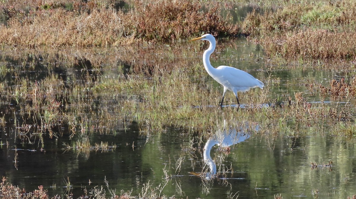 Great Egret - ML646438388