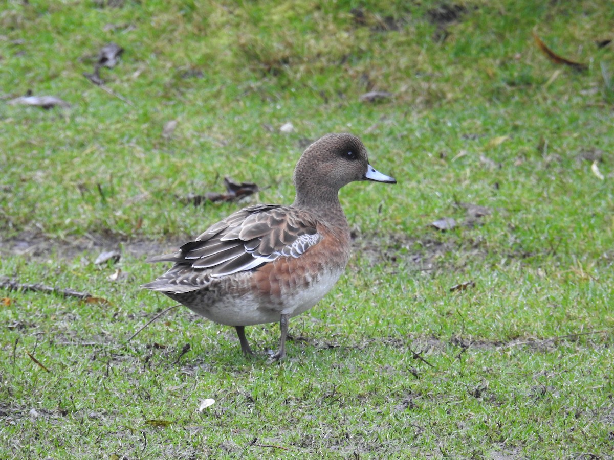 Eurasian/American Wigeon - ML646438389