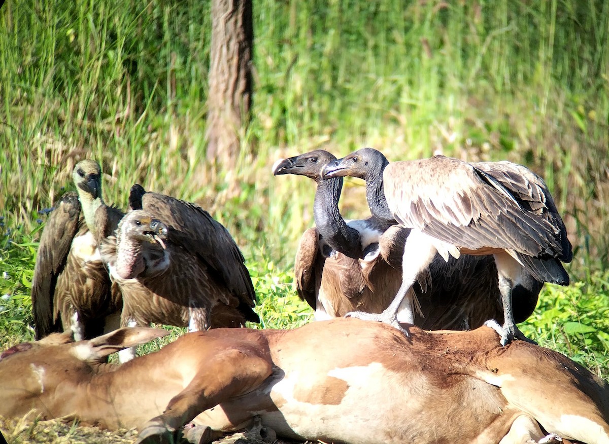 Slender-billed Vulture - ML646438390
