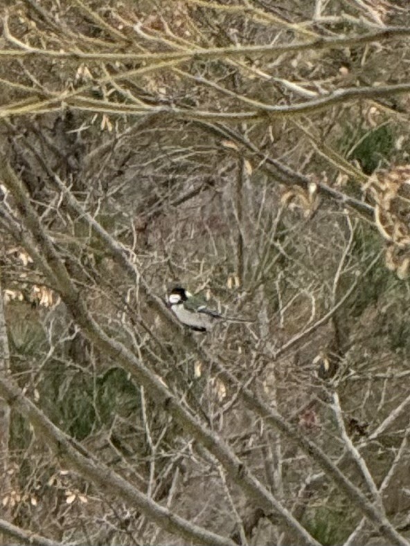 Asian Tit - ML646438391
