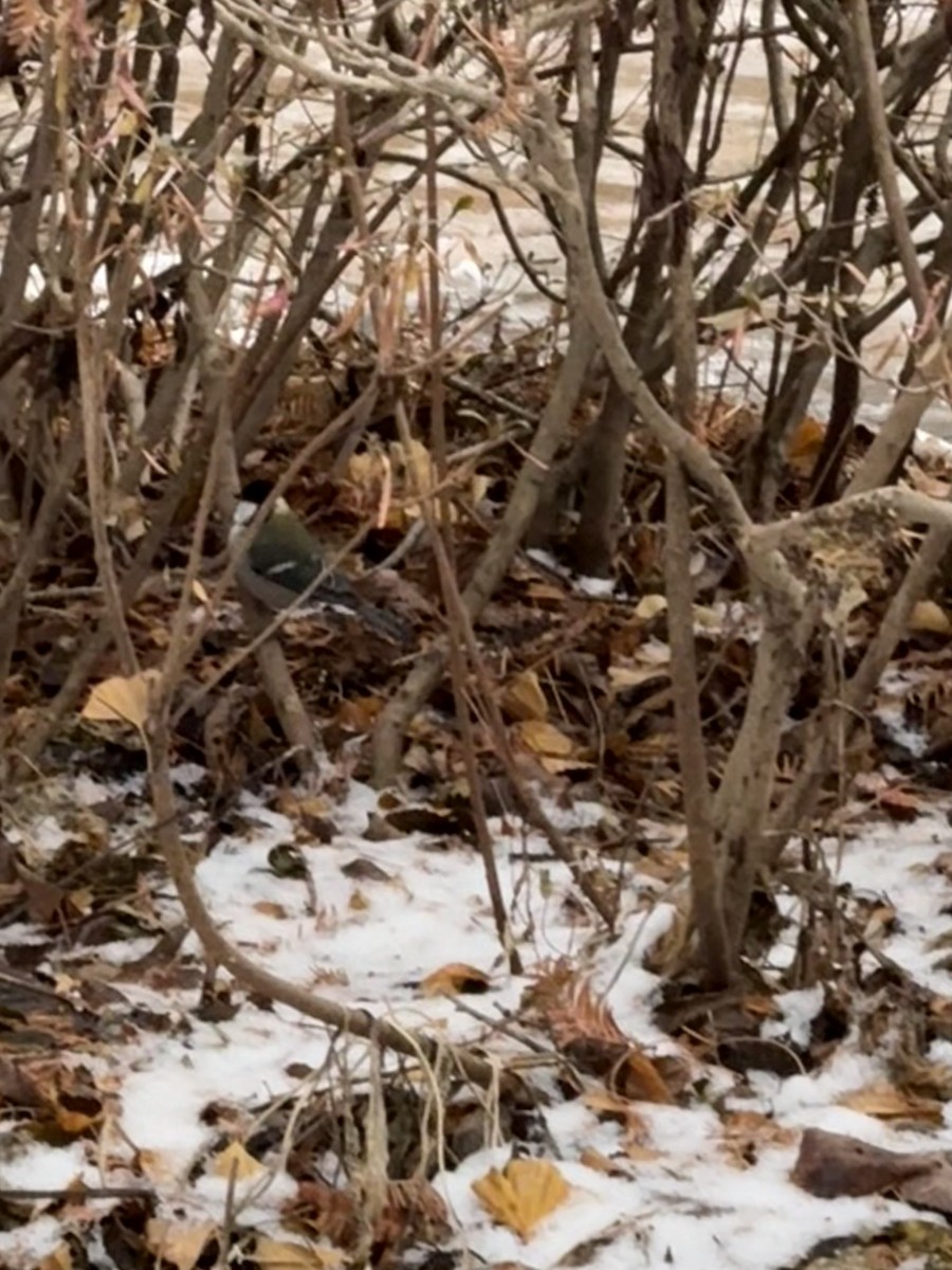 Asian Tit - ML646438392